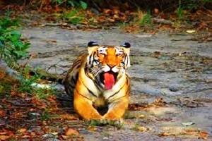 Nainital Corbett  Mussoorie Sightseeing, Book Hotels in Nainital , Best resorts in Jim Corbett, Tour Packages for  Nainital Corbett Mussoorie, Rent a Car for Nainital Corbett Mussoorie tour packages, Tour to Nainital Corbett Mussoorie,  Best Time to Visit Nainital Corbett Mussoorie, Visit Tourist places in Nainital Corbett Mussoorie, Nainital Corbett Mussoorie honeymoon packages,  Explore Uttarakhand tour packages, 