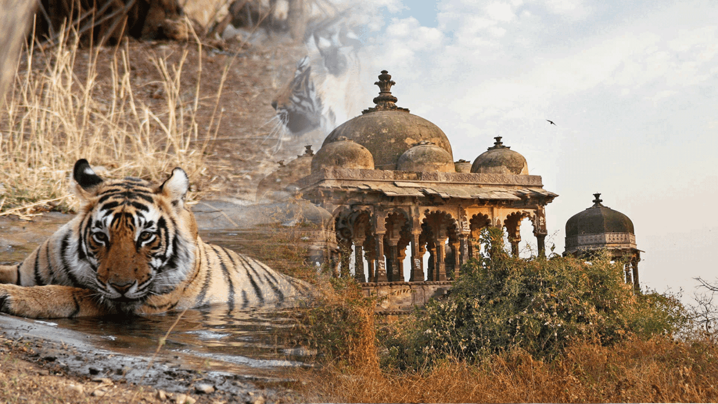Golden Triangle Tour Packages