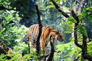 Kerala Tour Packages